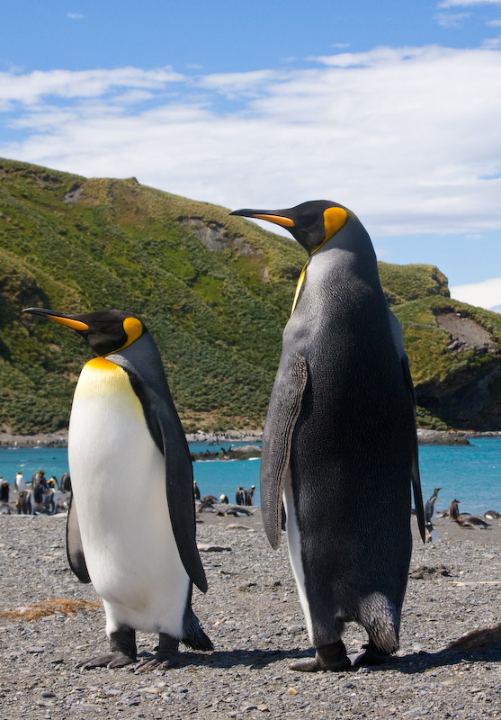 King Penguins On Beach